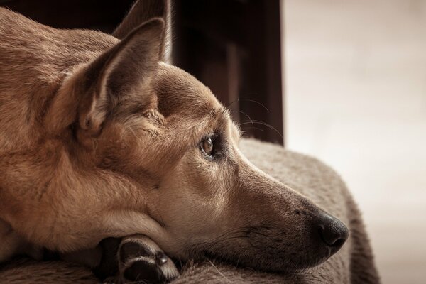 Der Hund ist ein Freund des Menschen. Ein hingebungsvoller Blick