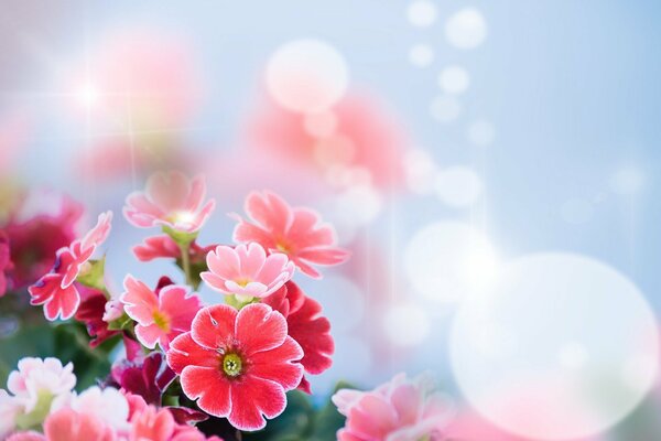 Delicate pink and white flowers under a blue sky