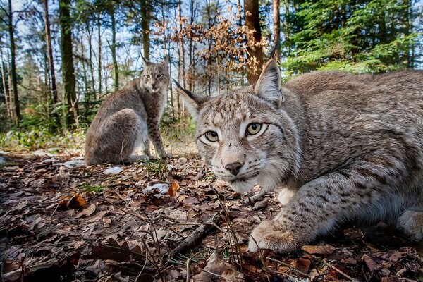 Zwei Luchse sitzen auf Blättern im Wald