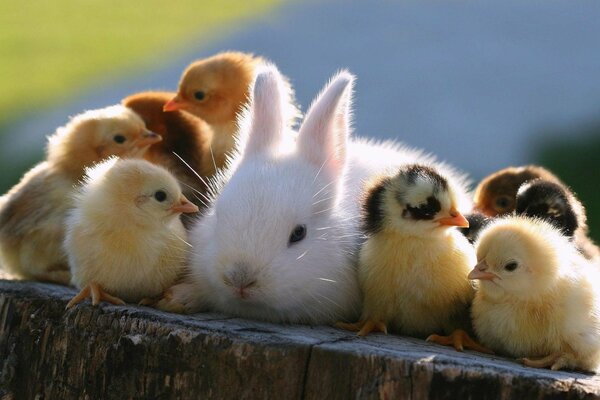 A rabbit surrounded by fluffy chicks