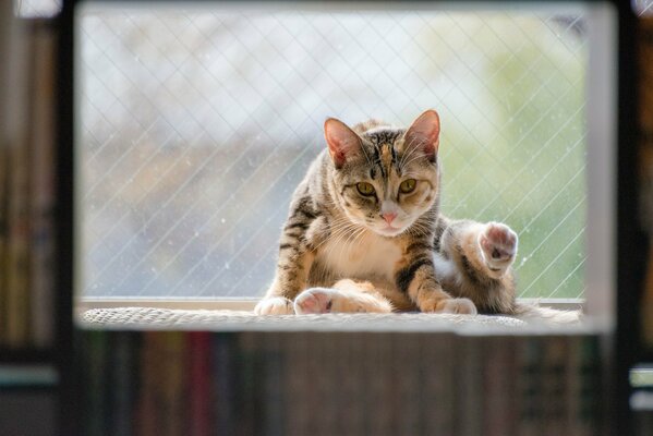 Eine gefleckte Katze schaut in die Linse