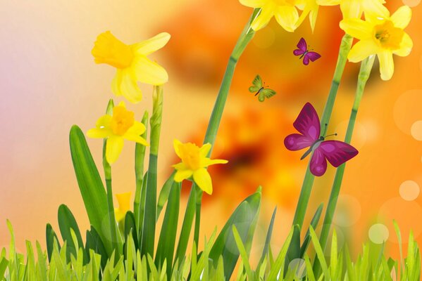 Gelbe Narzissen und Schmetterlinge auf einer frühlingsgrünen Wiese