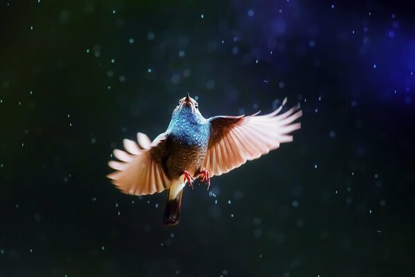 Uccello luminoso volare nel cielo sotto la pioggia