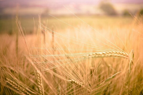 In the field of rye and wheat with ears