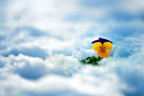 A yellow flower peeping through the snow