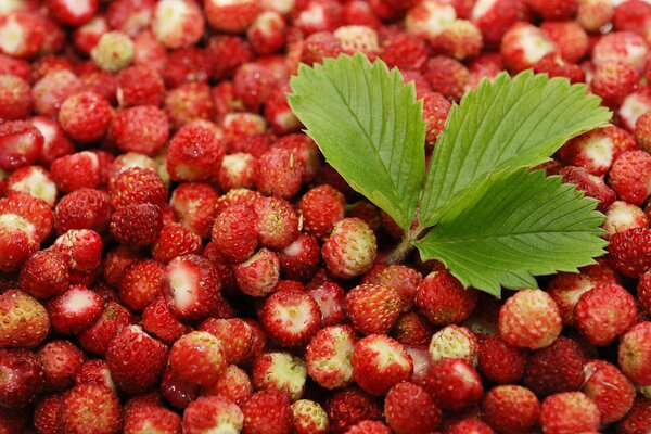 Dispersion de baies de fraises fraîches avec une feuille