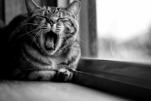 A big gray cat by the window yawns