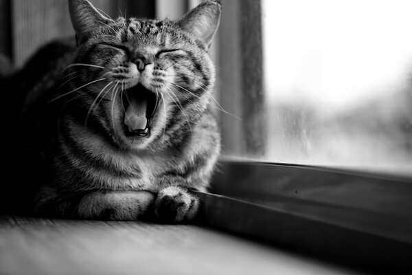 Большая серая кошка у окна зевает