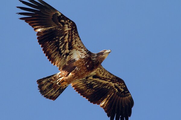 Un águila flota en el cielo con las alas extendidas