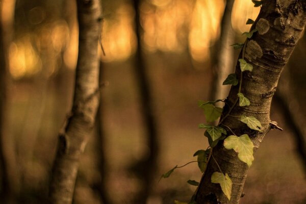 In the forest between the trees at dawn