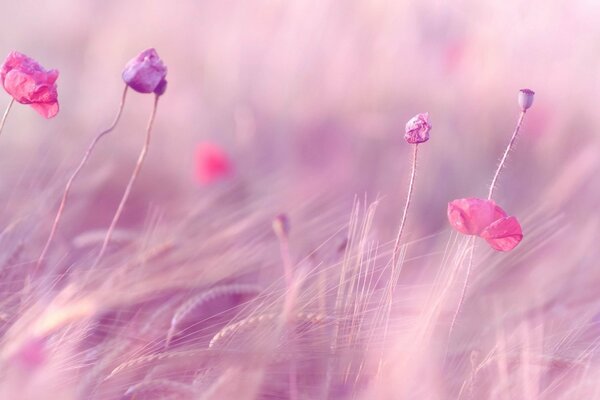 Weizenähren und rosa Blüten auf dem Feld