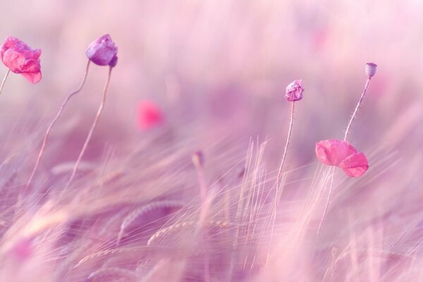 Ears of wheat and pink flowers on the field