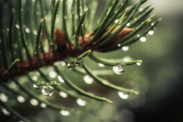 Dew drops on fir needles