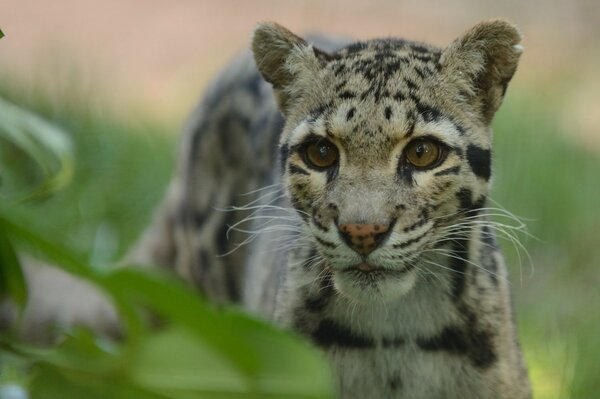 A young leopard hides in the bushes