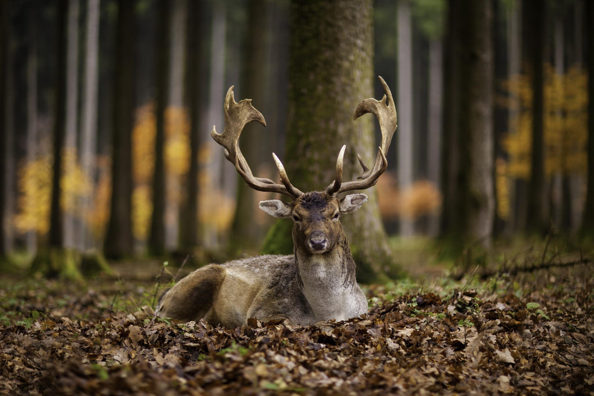 deer leaves autumn