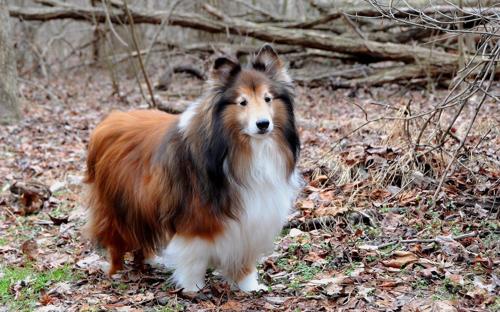 cane amico sguardo