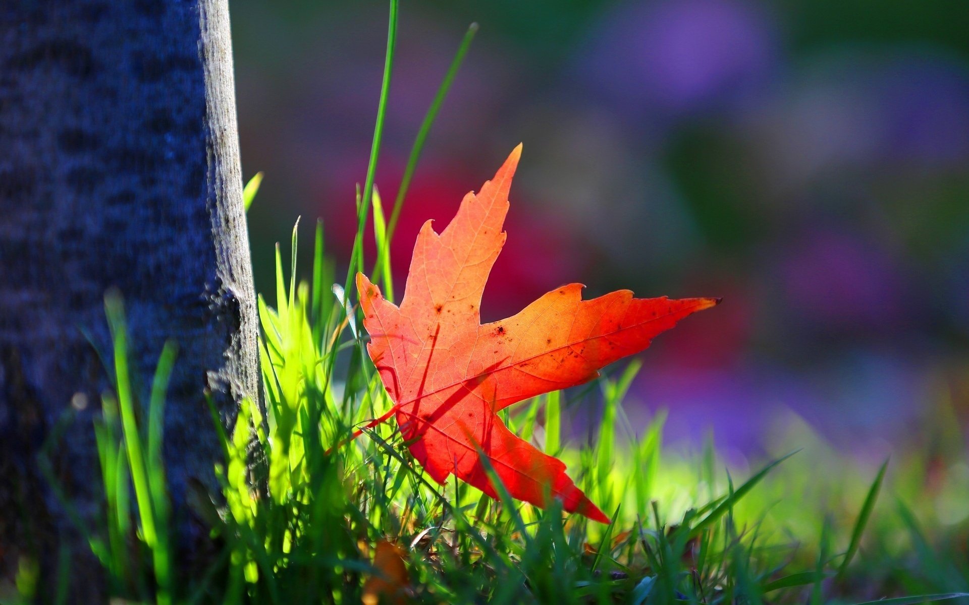 gros plan arbre verdure herbe feuille feuille rouge