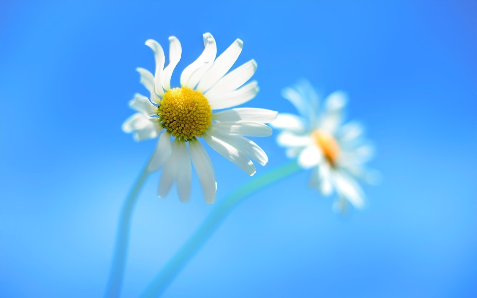 flowers chamomile