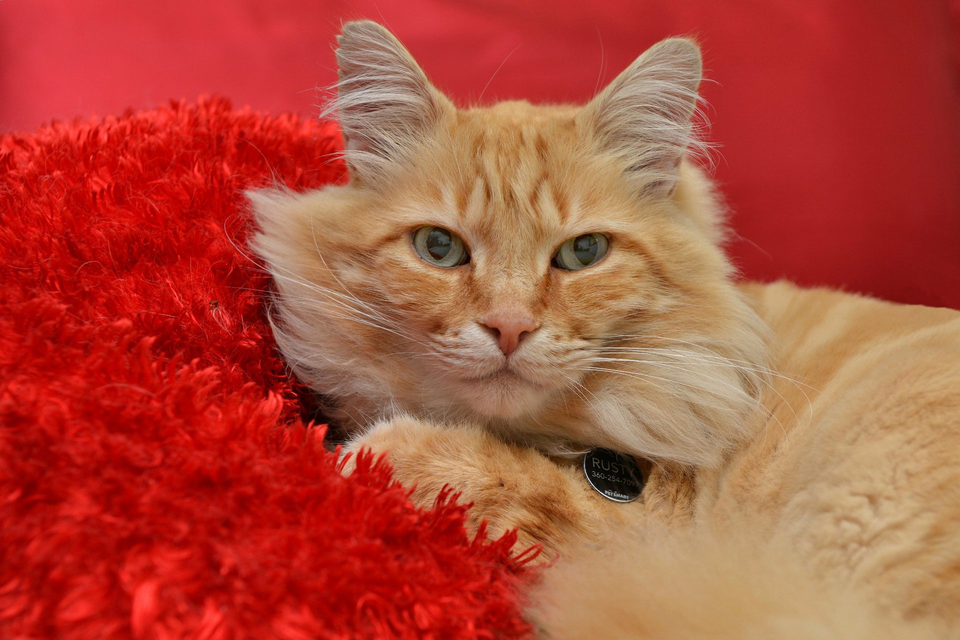 katze blick roter hintergrund rot