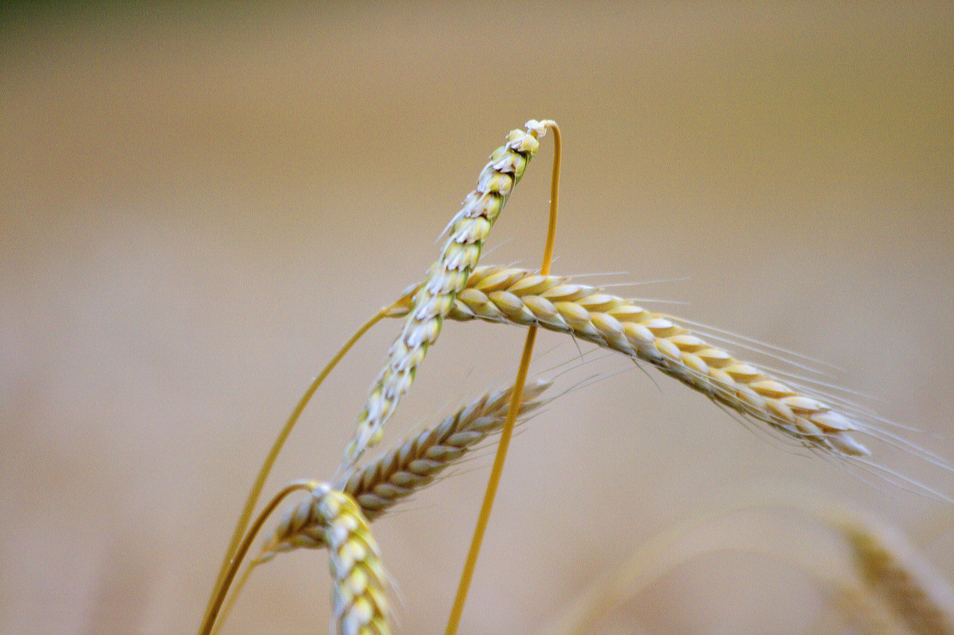 plants background ear