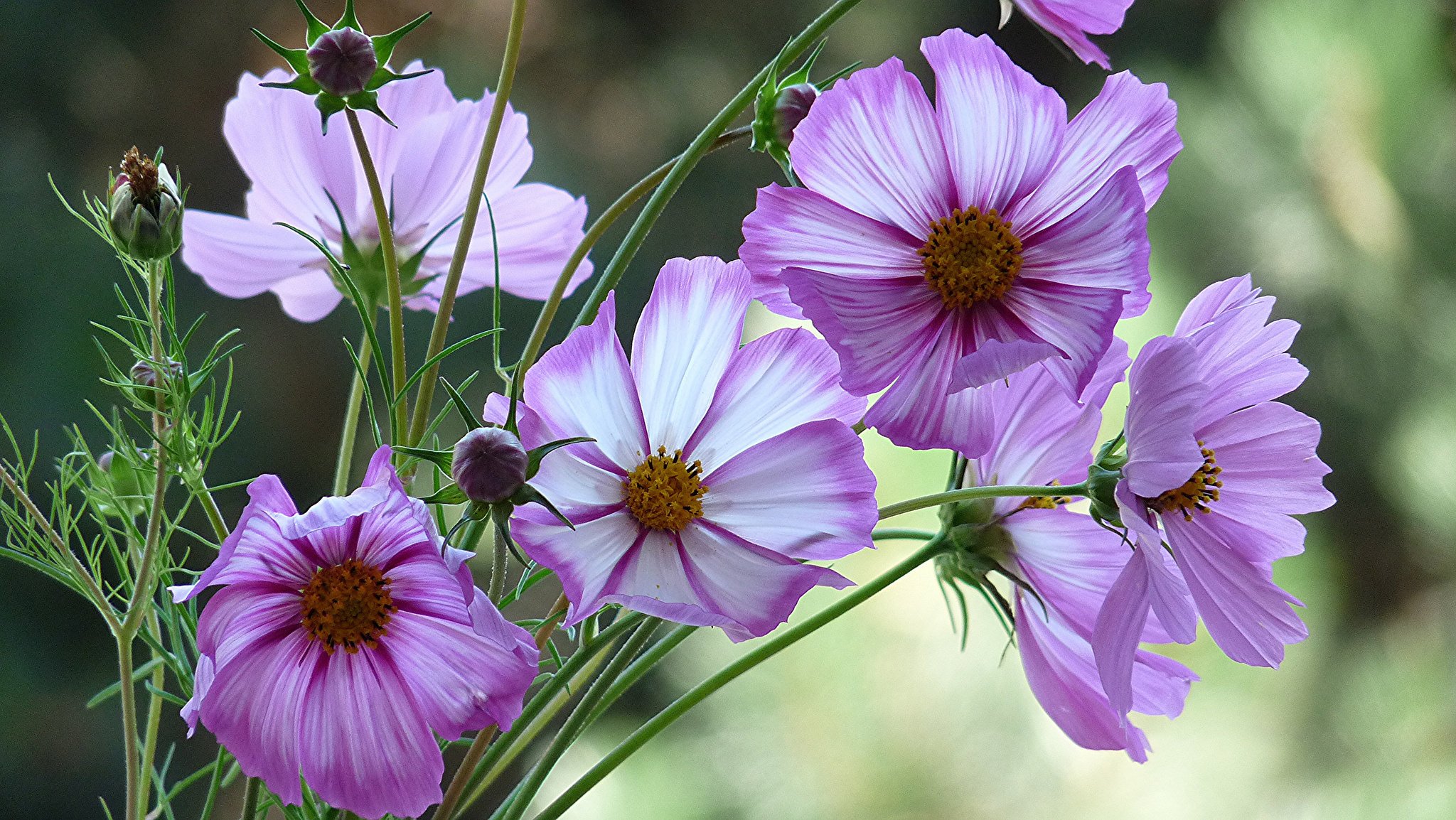 cosmea boccioli fiori rosa