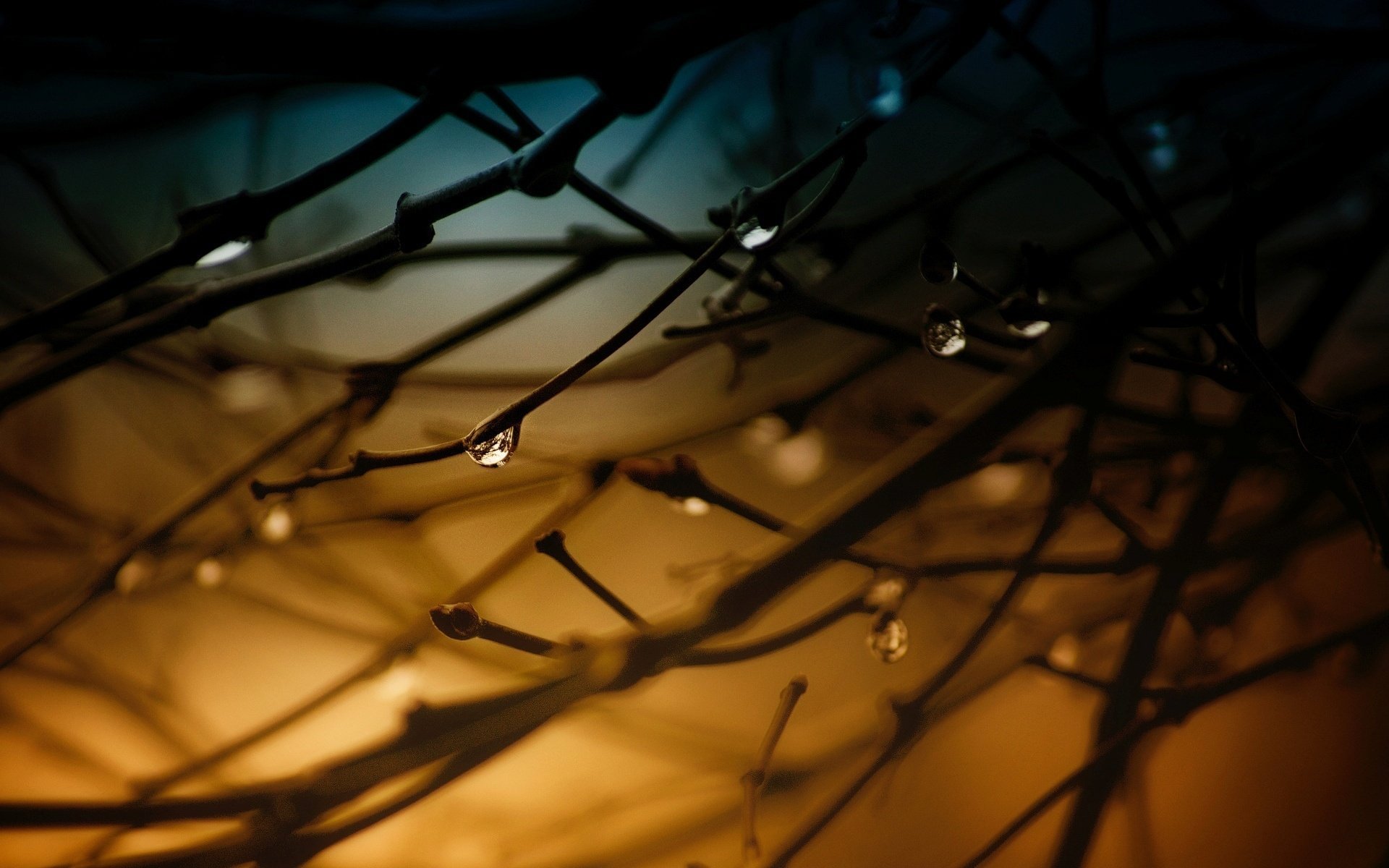 macro rami rugiada acqua goccia sfondo albero alberi