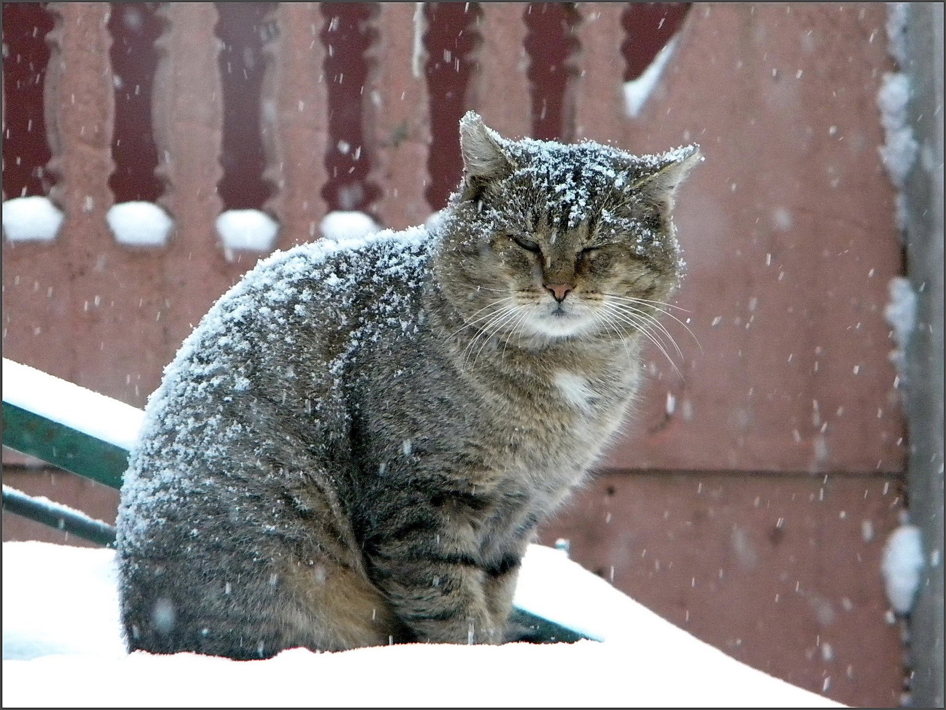 cat large snowfall grey winter