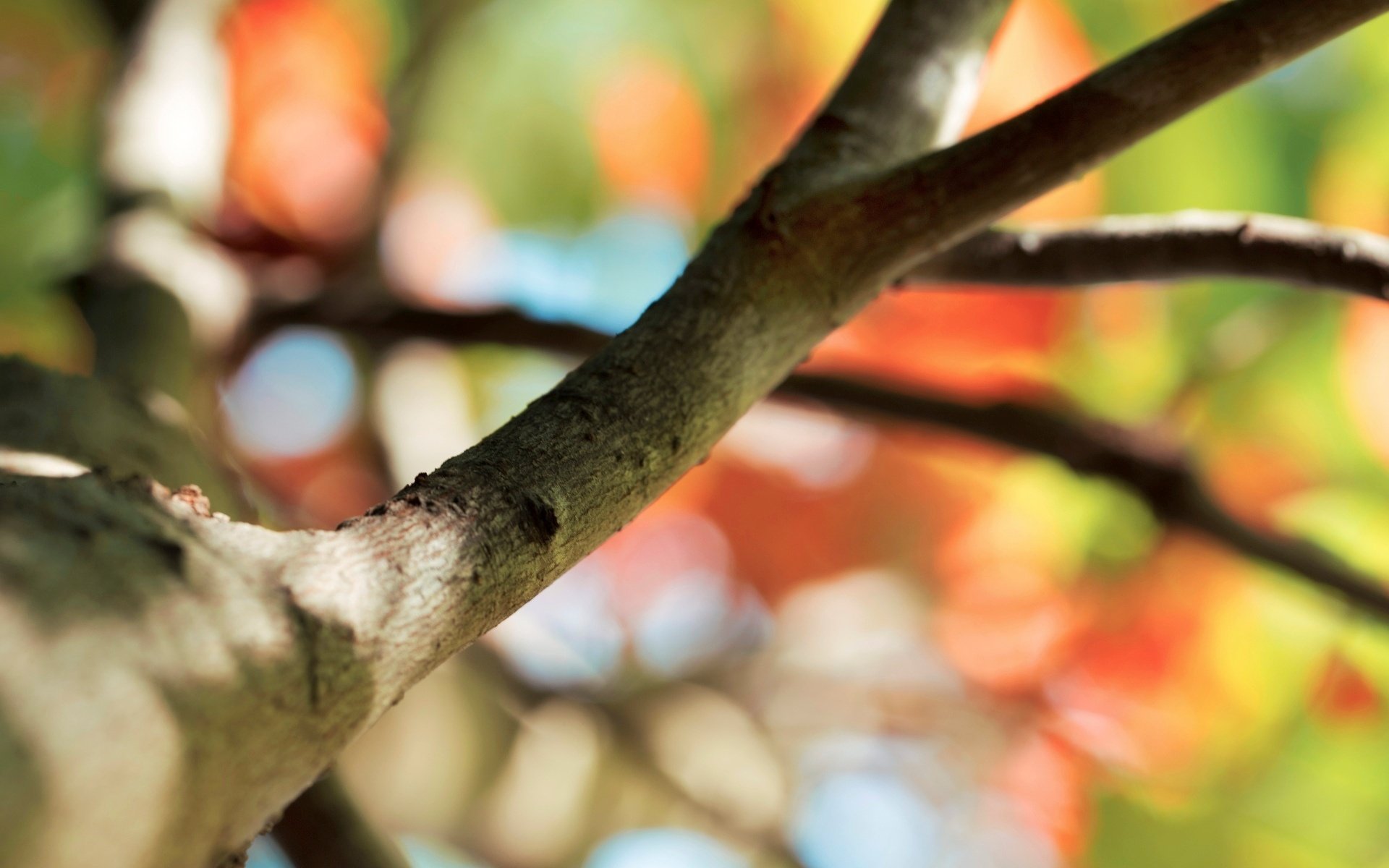 macro arbre flou arbre branche fond macro bokeh