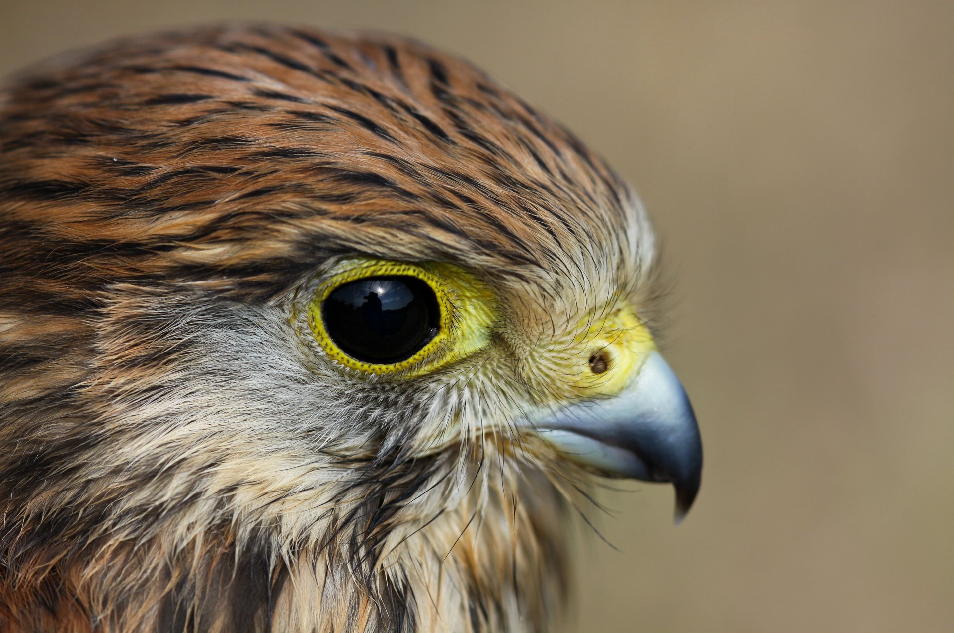 vue crécerelle oiseau profil