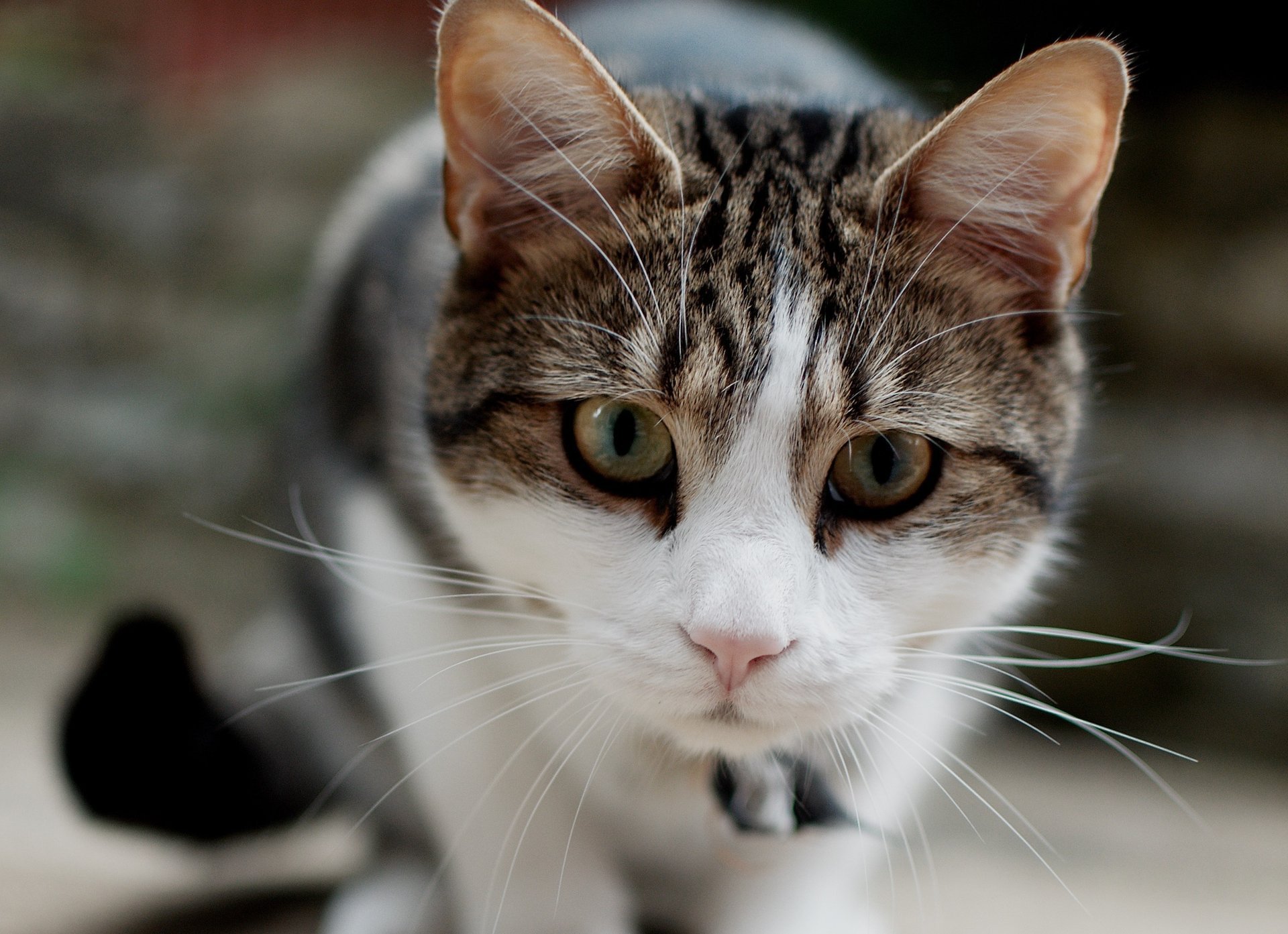 gatto gatto muso messa a fuoco baffi