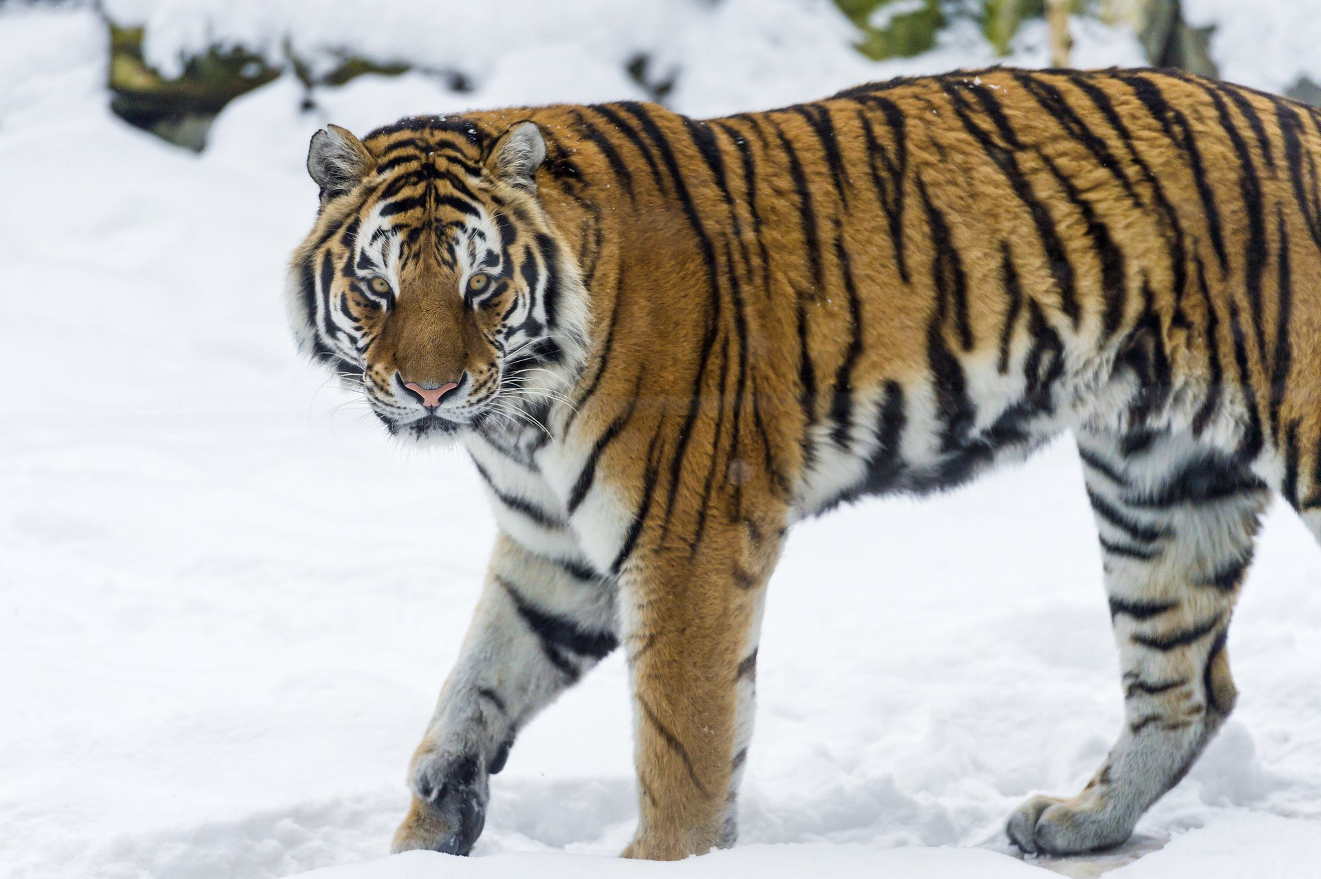 tiger the amur tiger winter snow predator cat