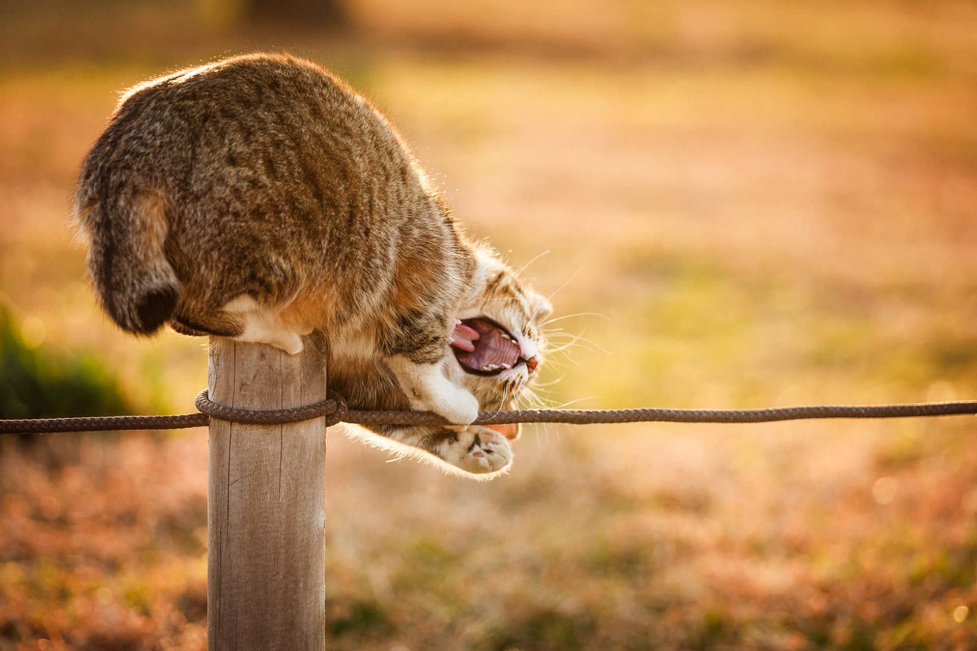 katze spalte katze maul spielen natur seil