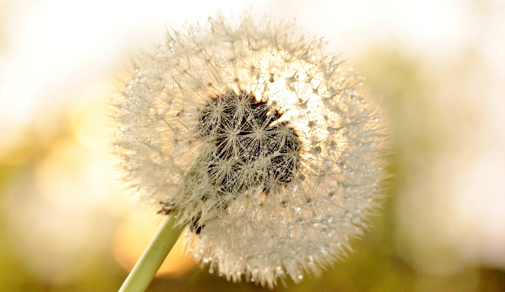 kwiat mniszek kwiat krople drops makro dandelion rosa makro