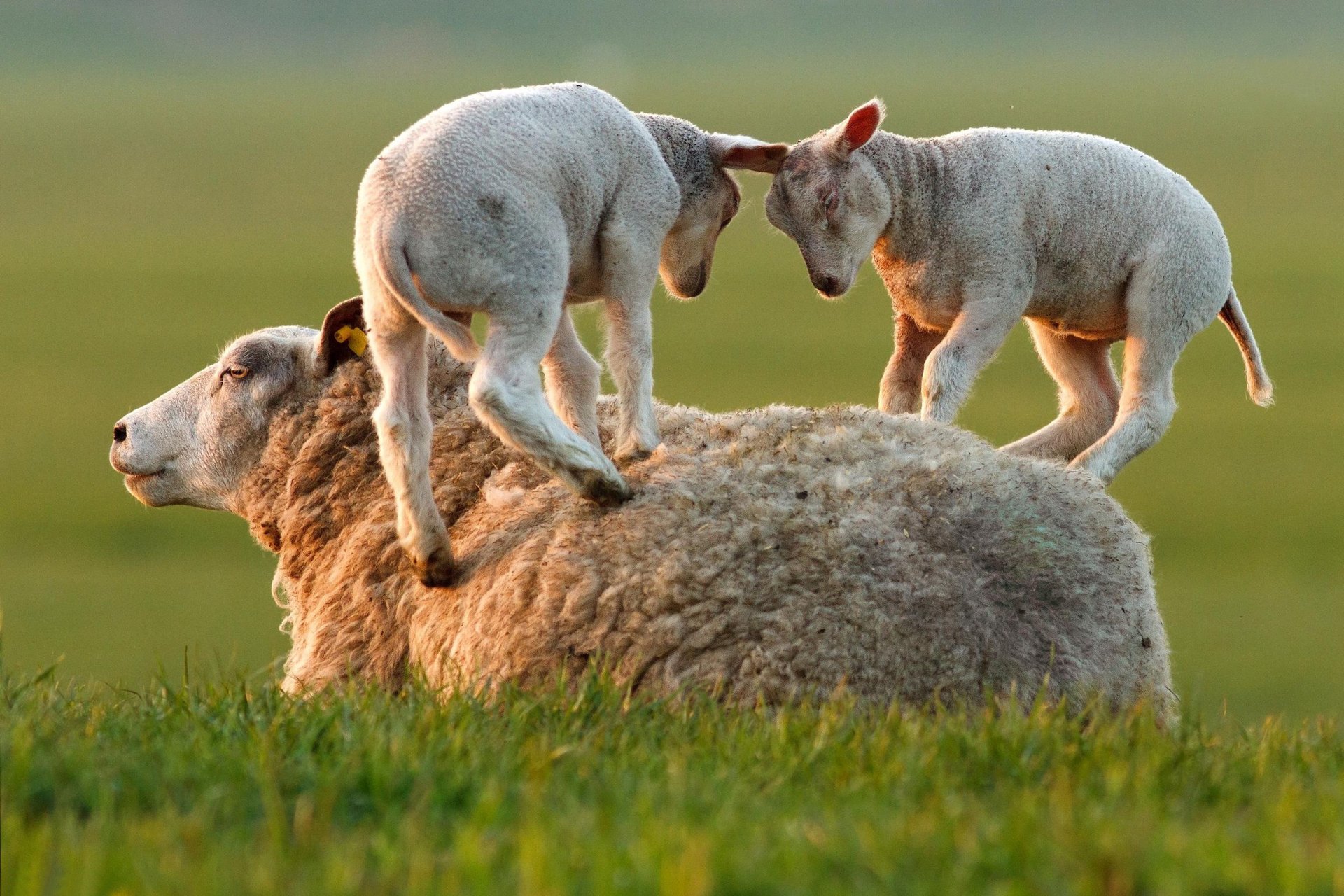 lambs grass sheep the game