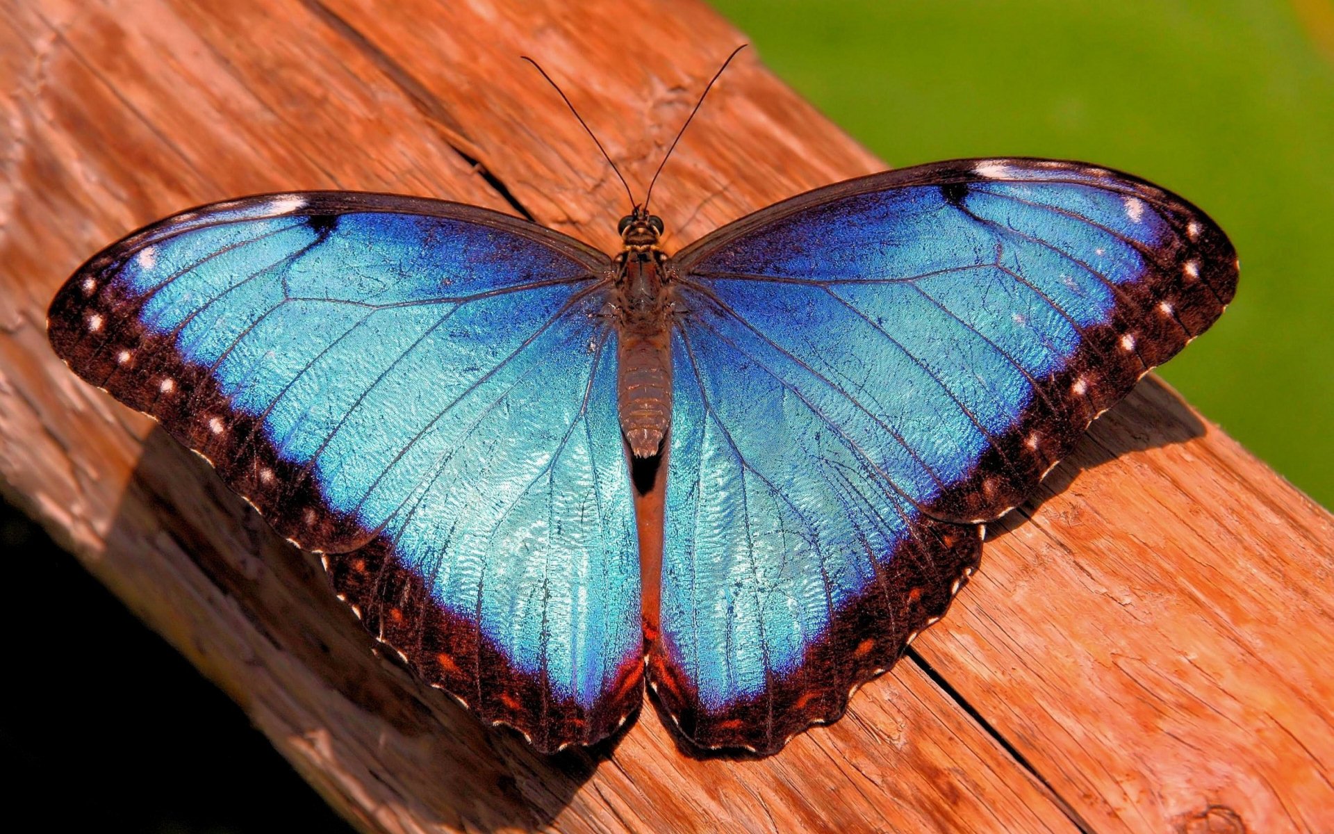 papillon mrpho morpho tronc