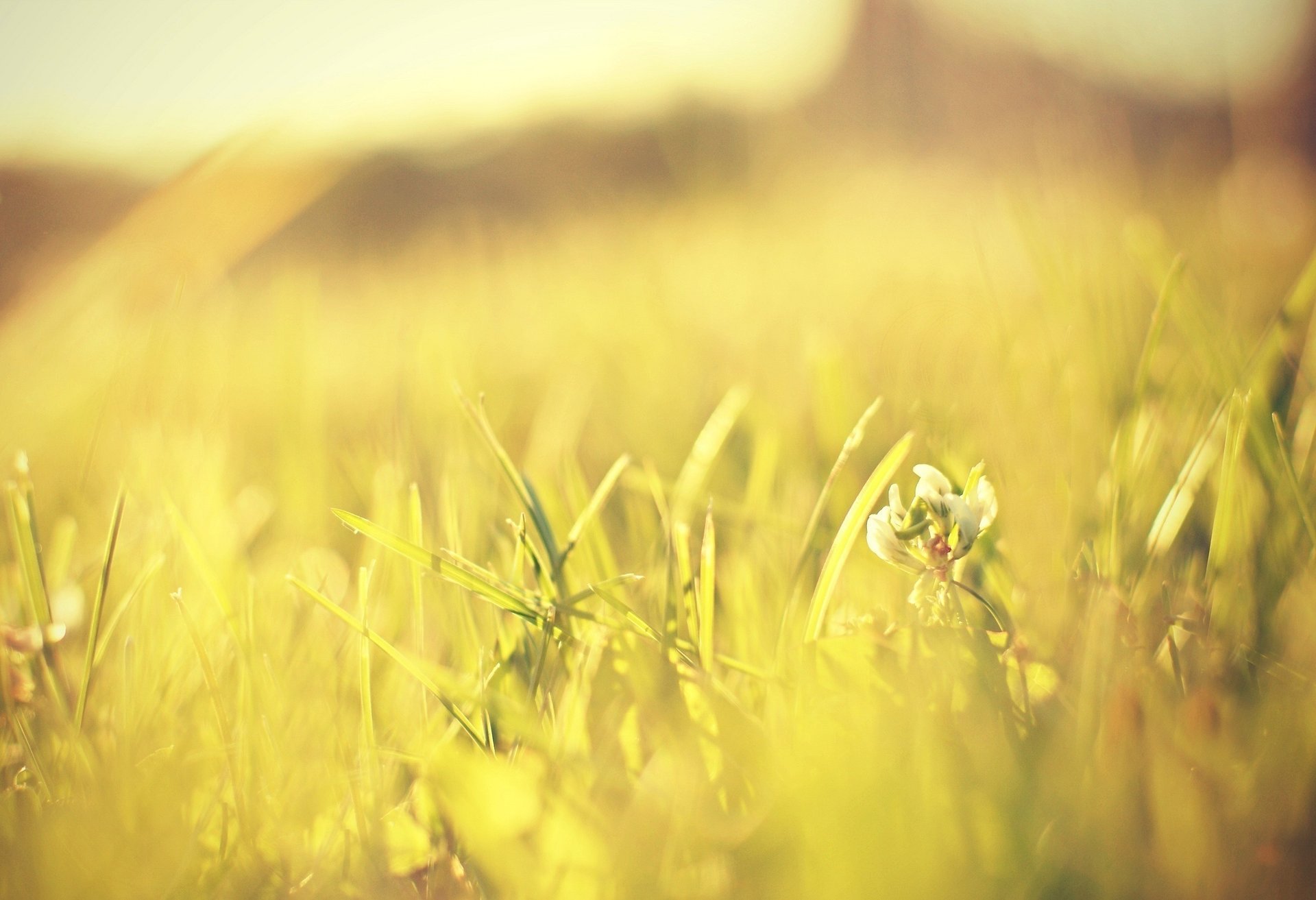 macro flowers sun greenery grass macro meadow green