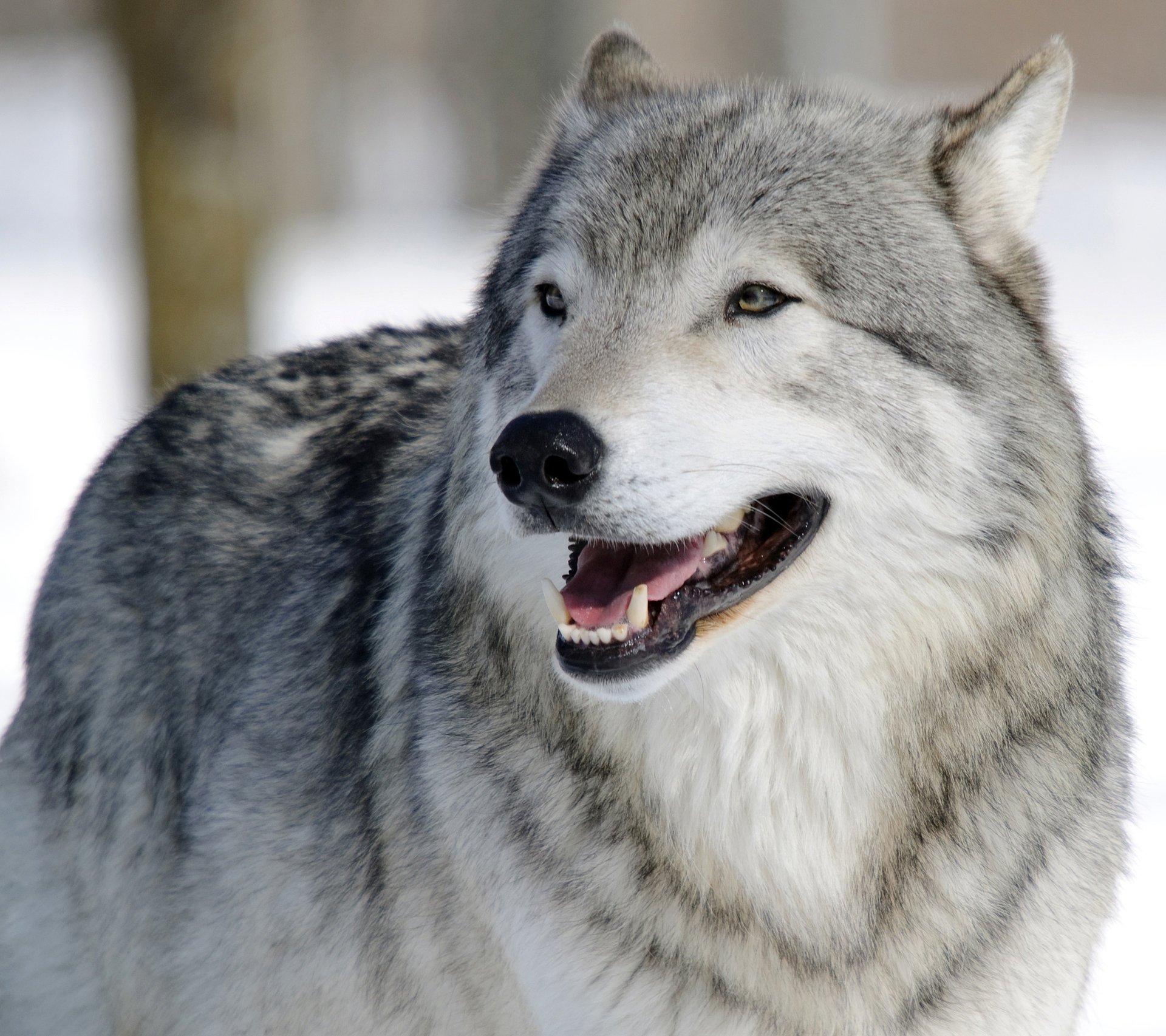 loup prédateur museau portrait