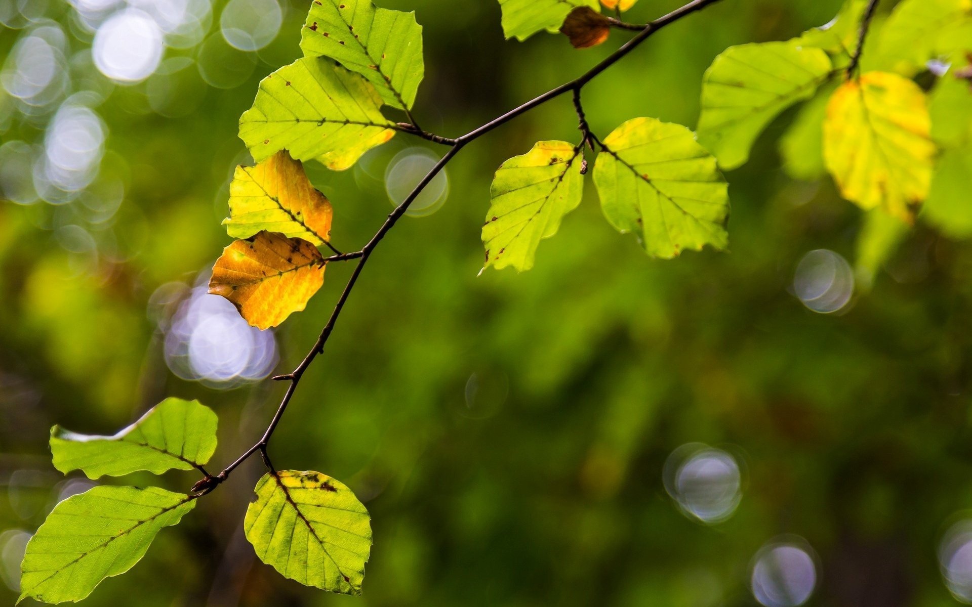 macro foglie albero ramo giallo foglia foglie