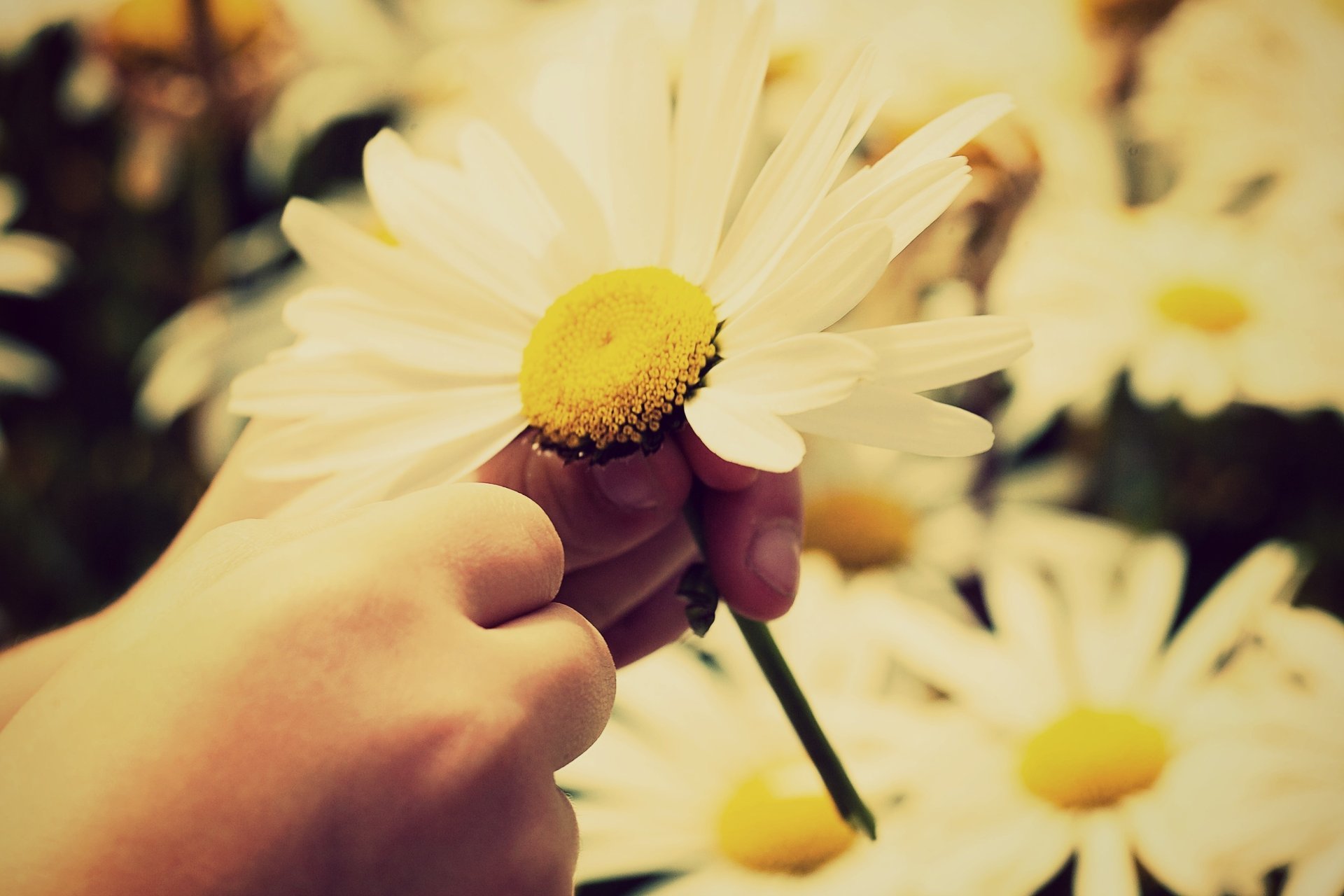 white petals flowers flowers yellow chamomile