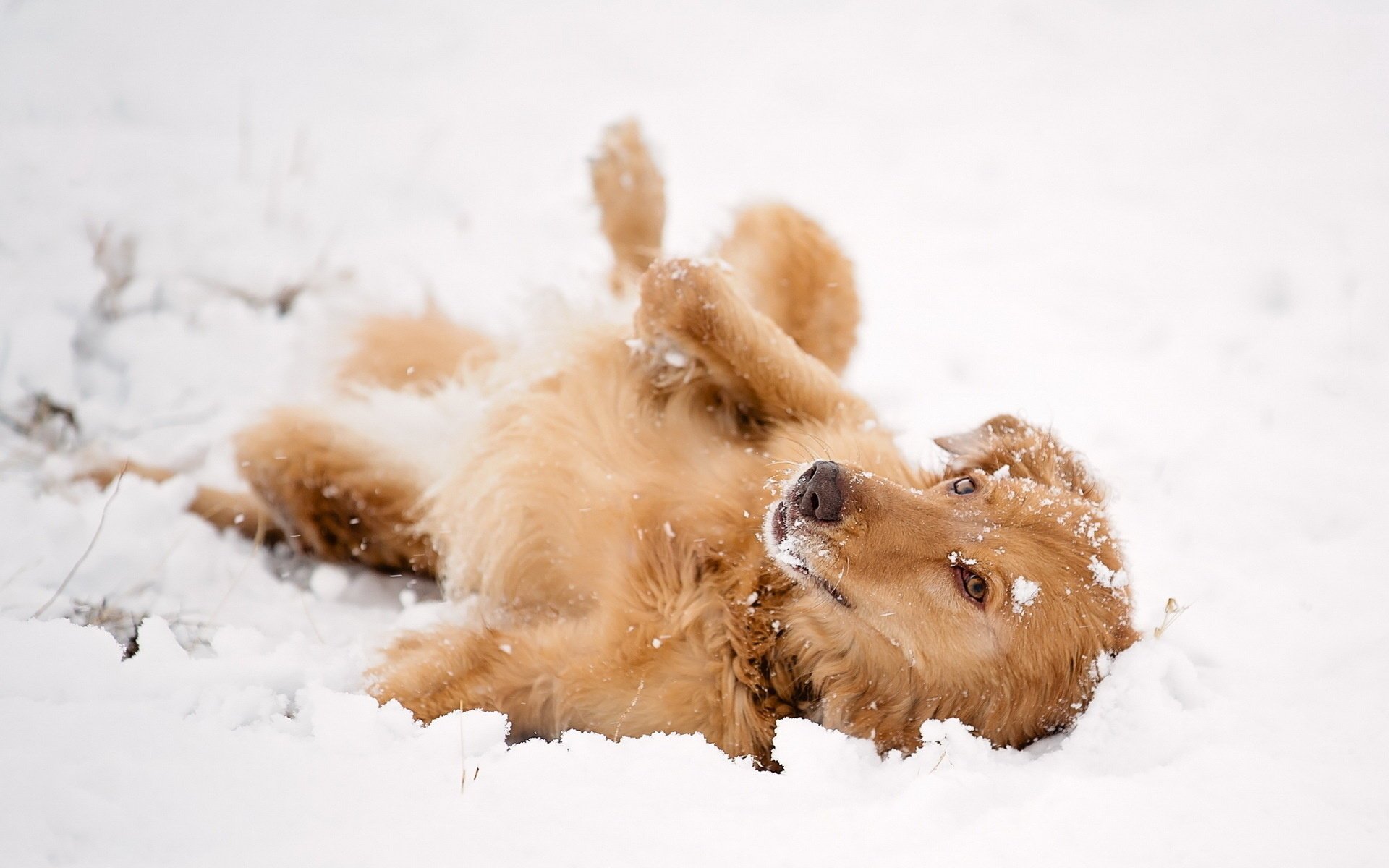 chien neige vue ami