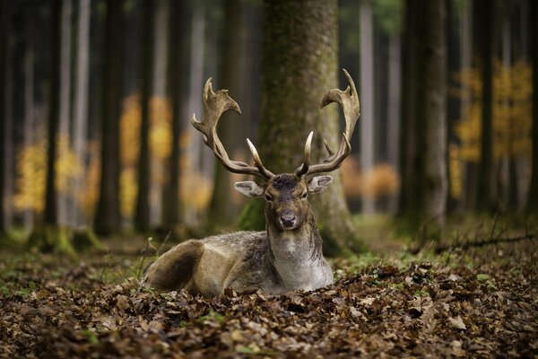 A deer lay on the autumn leaves