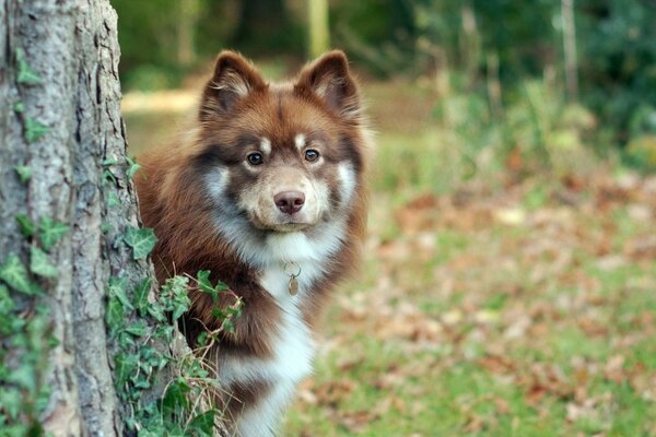 A brown dog looking out from behind a tree