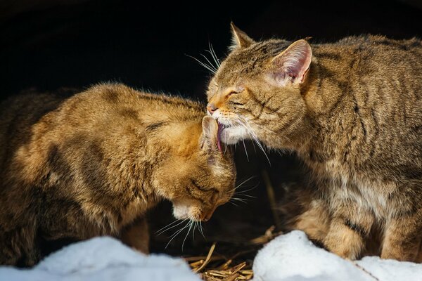 Gattini leccare lavarsi a vicenda