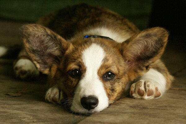 La faccia più carina di Welsh Corgi