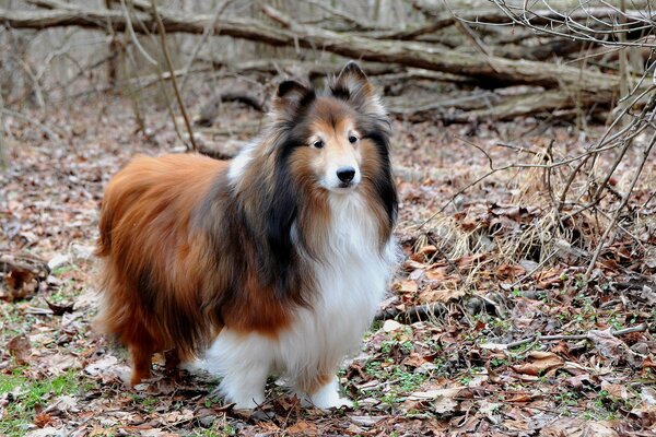 Cane sullo sfondo della foresta. Il migliore amico dell uomo