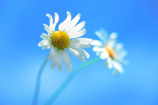 Flor de manzanilla en reflexión sobre fondo azul