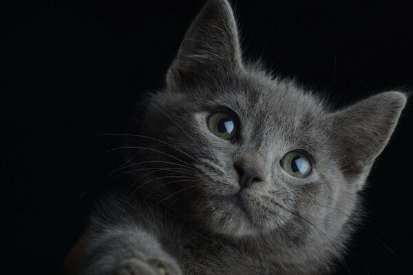 Portrait of a cute gray kitten