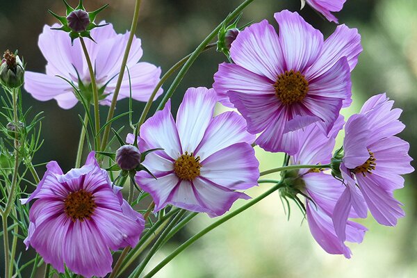 Pink cosmea flower on wallpaper