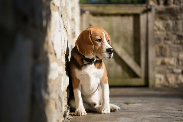 Trauriger Hund auf der Veranda des Hauses