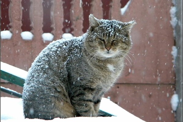 Eine große Katze sitzt unter dem Schneefall